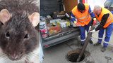 Šokující číslo z metropole: 5 potkanů na Pražana