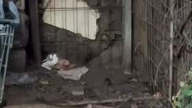 Hlodavci u olomouckého nádraží