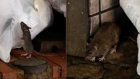 Potkani jsou kvůli koronaviru agresivnější a nebezpečnější, varují úřady: Hejna se uchylují ke kanibalismu