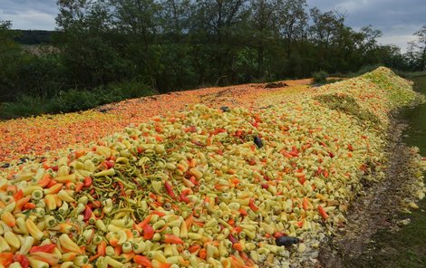 V Nových Bránicích u Brna zemědělec Tomáš Zoufalý vyvezl na pole 400 tun papriky. Obchodníkům ji prý prodával za 10 Kč/kg, ale nebyl zájem. „Ve spoustě českých řetězců je paprika z dovozu, přitom by mohli prodávat naší,“ řekl ČT.