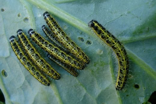 Pesticidy v ovoci a zelenině mohou mít vážné dopady na naše zdraví. Škůdci se ale proti nim stávají čím dál víc imunní.