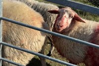 Útok psů na Stránské skále: Potrhali pět ovcí! Lidé je vypouští do ohrad schválně