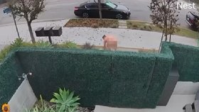 Vykřikoval nesouvisle Španělsky.