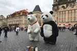 Po Praze vyhnali obří pandy i v Českém Krumlově.
