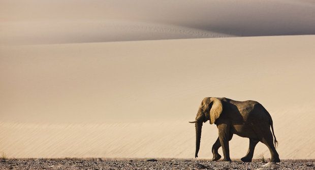 Krutá Namib: Domov pouštních slonů