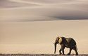 Pouštní sloni v Namibu
