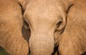 Pouštní sloni v Namibu