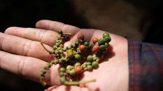 Sklízejí nejlepší pepř na světě v potu tváře. Farmářům v Kambodži pomáhá i česká organizace Sklízejí nejlepší pepř na světě v potu tváře. Farmářům v Kambodži pomáhá i česká organizace