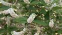 Včely Melipona opylují jen vybrané rostliny. Včely Melipona opylují jen vybrané rostliny.