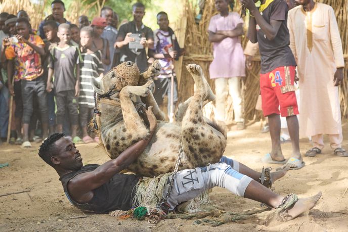 Každý z hyeních mužů se snaží o co nejpoutavější ukázku síly nad zvířetem. Každý z hyeních mužů se snaží o co nejpoutavější ukázku síly nad zvířetem.