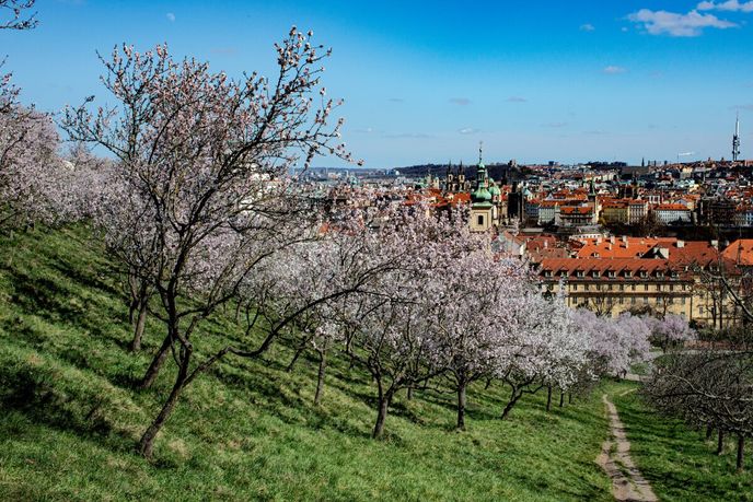 Procházka na rozkvetlý Petřín dává zapomenout, že tu kdysi bývalo obětiště i popraviště Procházka na rozkvetlý Petřín dává zapomenout, že tu kdysi bývalo obětiště i popraviště