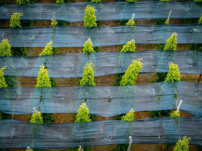 Přicházejí další problémy, třeba v podobě měnícího se klimatu. Je proto potřeba ochránit nejen rostliny, ale i samotné farmáře. Přicházejí další problémy, třeba v podobě měnícího se klimatu. Je proto potřeba ochránit nejen rostliny, ale i samotné farmáře.