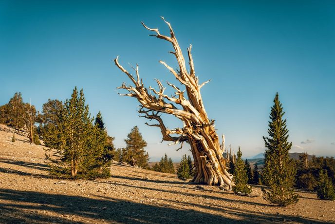 Nejstarší stromy na světě. Borovice ve White Mountains Nejstarší stromy na světě. Borovice ve White Mountains