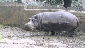 Pokus vyfotit si hrocha skončil tragicky. Zvíře jednoho muže zabilo, další je v nemocnici. (ilustrační foto)