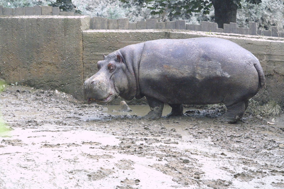 Nový samec měl dvorské zoo pomoci s obnovou chovu hrochů, jedna ze samic ho ale zranila a Karl Wilhelm zemřel na otravu krve