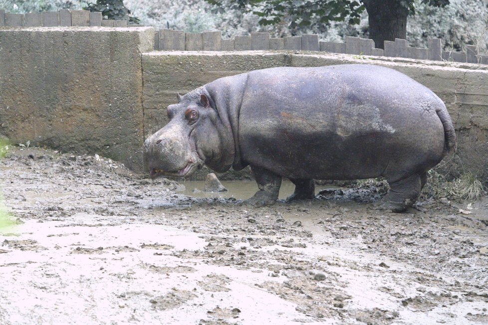 Hroch v Zoo Praha během povodně v roce 2002