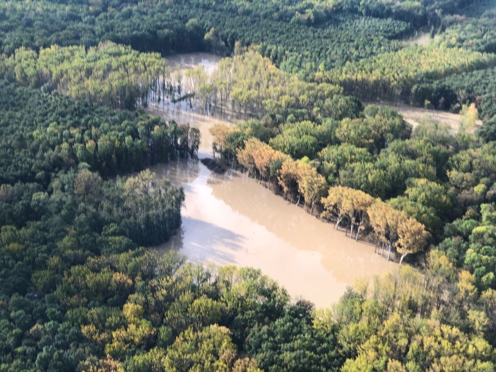 Meandrující Morava se vylila do lesů u Bzence-Přívozu.