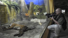 Samec tygra malajského, uspaný po transportu, našel 6. června nový domov v ústecké zoo, kam byl 6. června v podvečer převezen z potopené zoo v Praze