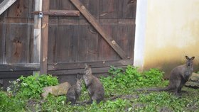 Klokaní rodinka našla útočiště na faře, kde je dosud. Jejich výběh je stále podmáčený. Na svůj návrat domů teprve čekají.