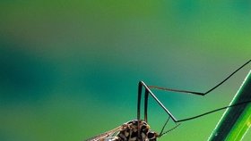 Malárii stejně jako jiné nemoci přenáší komáři.