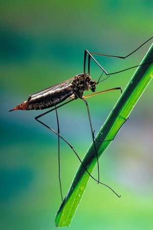 Komáři mohou přenášet lymskou boreliózu.