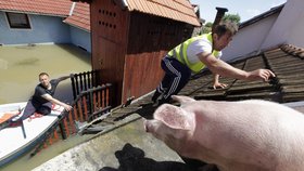 Ničivé záplavy na Balkáně: Záchrana prasat ve vesnici Vojskova