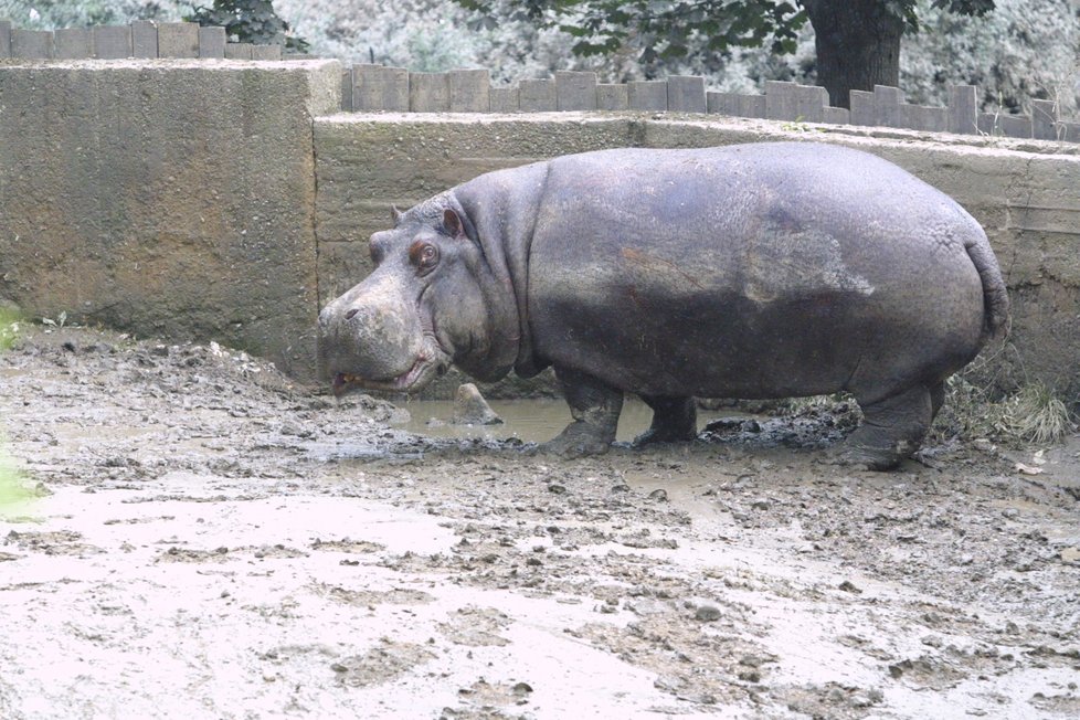 Povodně 2002: Zoo Praha.