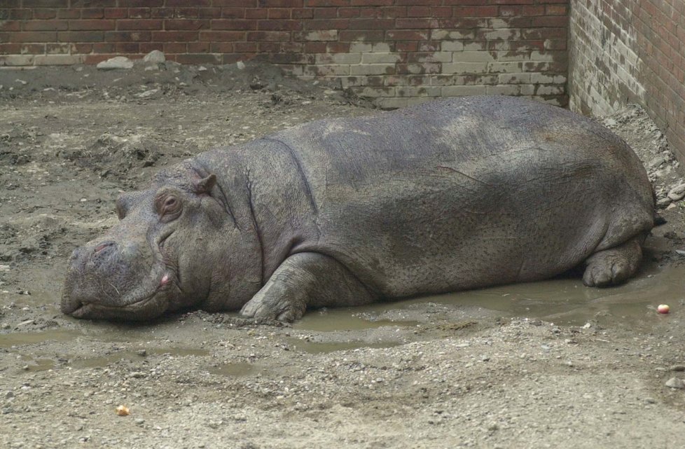 Povodně 2002: Zoo Praha.