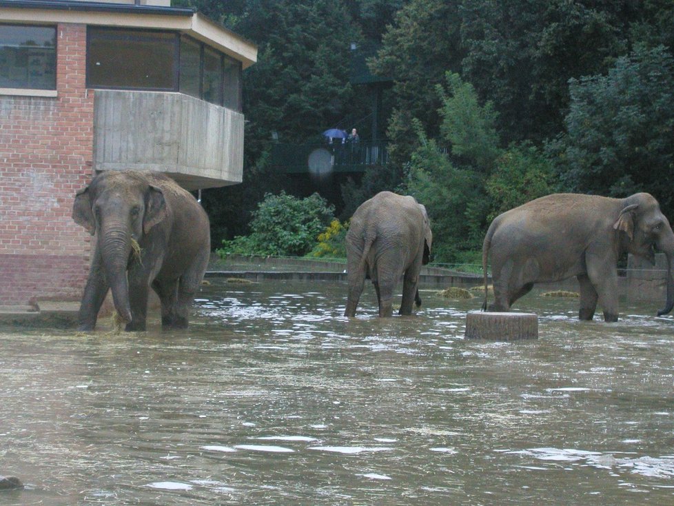 Povodně 2002: Zoo Praha.