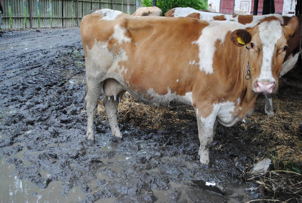 Veterináři říkají, že nadužívání antibiotik u zvířat není problém.