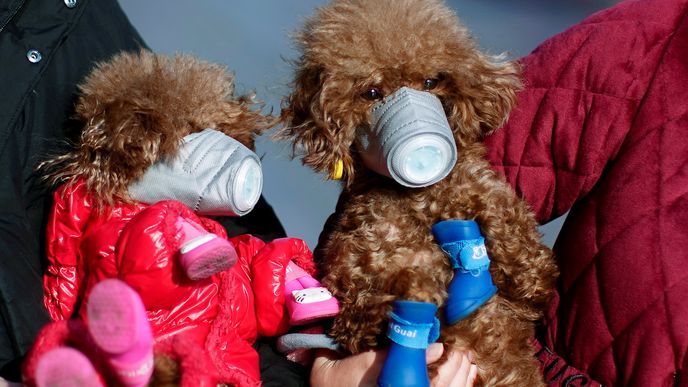 Psi nosí masky kvůli  vypuknutím nového koronaviru, v centru Šanghaje v Číně, 16. února 2020.