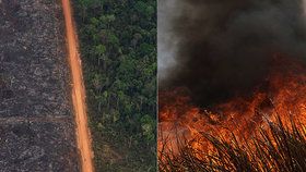 Hořící Amazonie bude mít děsivý dopad a naruší i potravní řetězec, varují ekologové