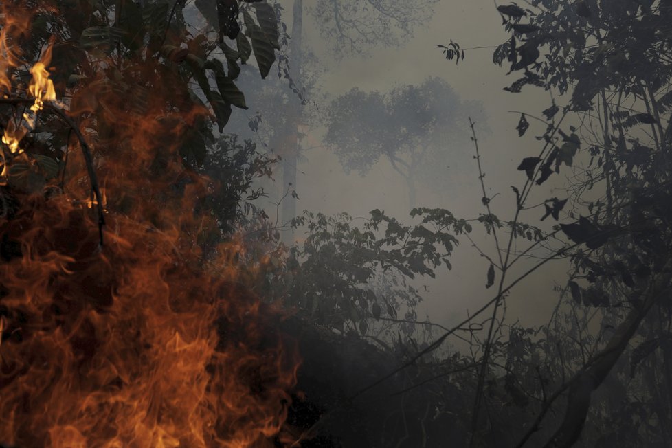 Požáry dál ničí Amazonii, dopad budou mít na tamní faunu a floru, (29.08.2019).