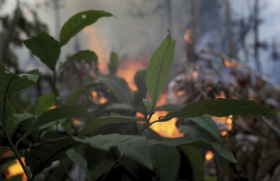 Požáry dál ničí Amazonii, dopad budou mít na tamní faunu a floru, (29.08.2019).