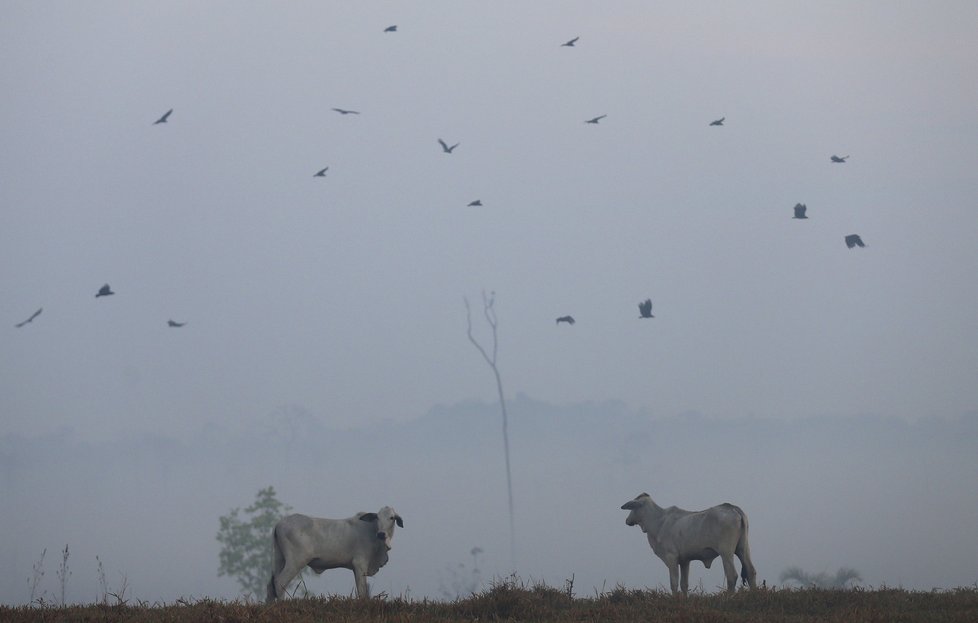 Požáry dál ničí Amazonii, dopad budou mít na tamní faunu a floru, (29.08.2019).