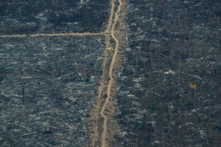 Požáry dál ničí Amazonii, dopad budou mít na tamní faunu a flóru. Devastace rostlin už je jasně patrná. (29. 8. 2019)