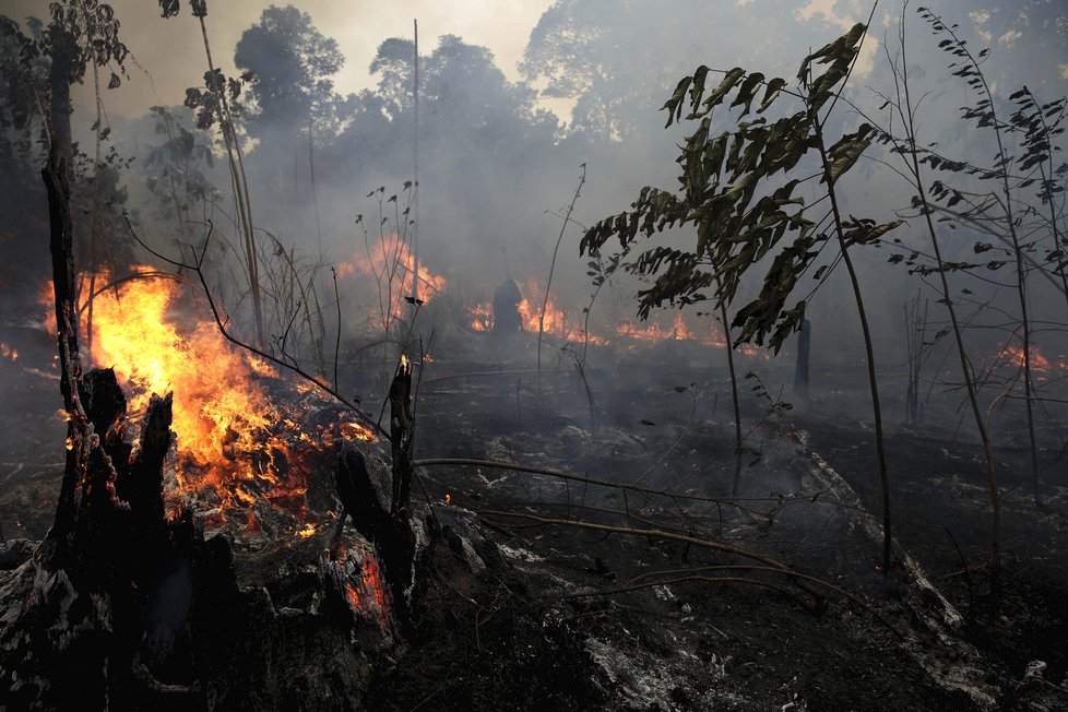 Požáry dál ničí Amazonii, dopad budou mít na tamní faunu a flóru. (29. 8. 2019)