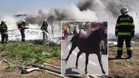 Masivní požár zahalil metropoli kouřem: Koně šílení děsem se řítili mezi houkajícími cisternami a auty.