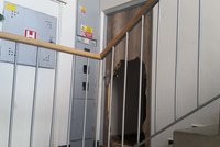 Jako v Kobře 11: Dálniční policisté z Brna prokopli dveře bytu a zachránili přiotrávenou ženu