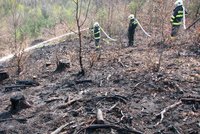 Máchovo jezero: Hořelo 4,5 hekatru lesa!