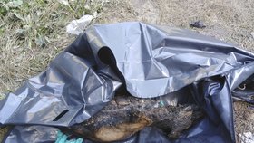 Ohořelá tělíčka nešťastných psů po uhašení požáru. Z činu policie obvinila dvojici feťáků.