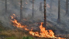 Požár v Národním parku České Švýcarsko u Hřenska (26. 7. 2022)