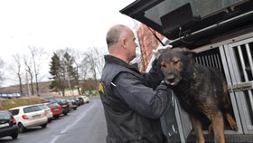 Policejní psovod Jiří Hromada se psem Xarem