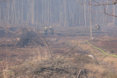 Devět hodin hasili hasiči u Dětřichova nad Bystřicí rozsáhlý požár lesního porostu.