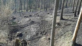 Hasiči zasahují u lesního požáru u Oslavan.