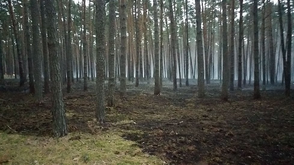 U Vracova na Hodonínsku začal v úterý kolem 21. hodiny hořet les. Hasiči s ohněm bojovali celou noc. Ohniska dohašují ještě i po 15 hodinách.