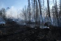 Sucho už nyní ničí lesy: Hasiči na severu Moravy likvidovali tři požáry za jediný den
