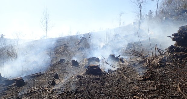 Na Bruntálsku shořel les za půl milionu: Čtyřicet hasičů krotilo plameny šest hodin