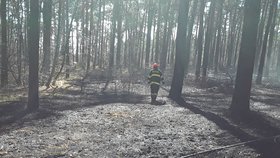 Plameny zachvátily v úterý před polednem les a porost u železniční trati u Rohatce. Na místě zasahovala stovka hasičů.