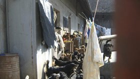 Požár na Jičínsku zabil část psí smečky: Přemnožená zvířata řeší obec už 25 let